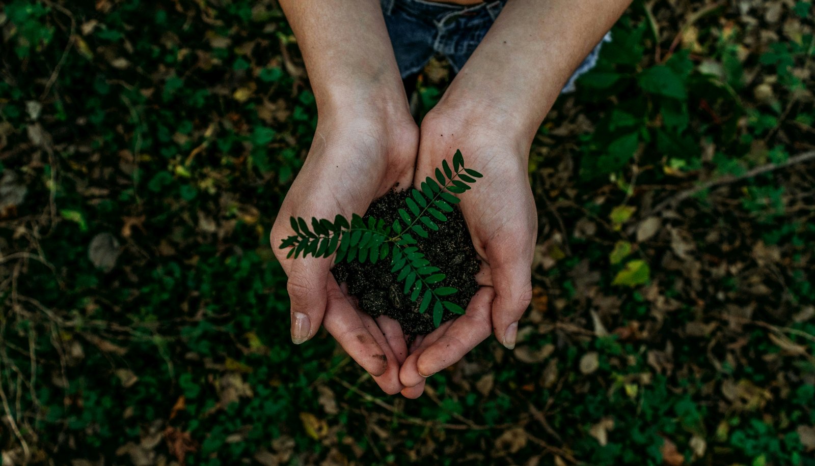 Ecocustos homepage